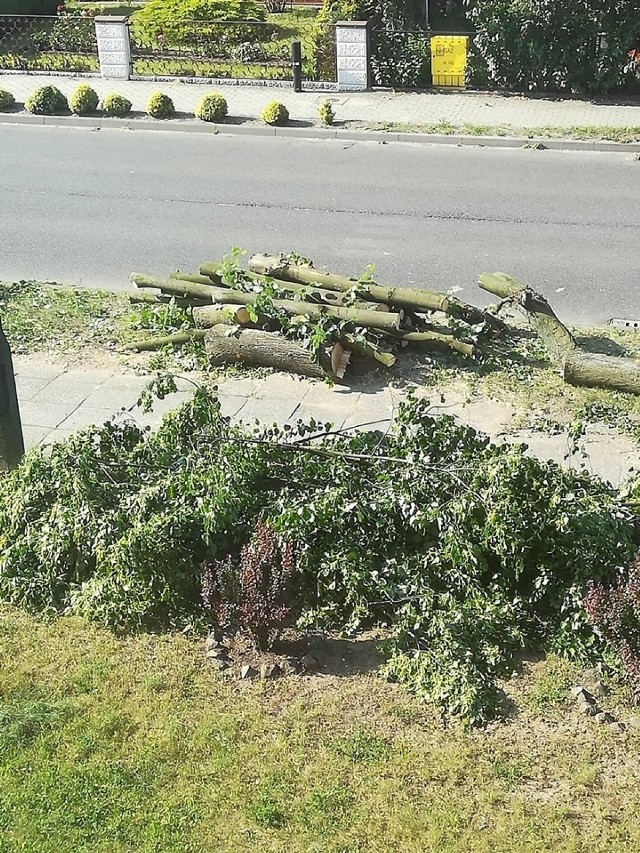 Wycinka drzew w Kluczborku.