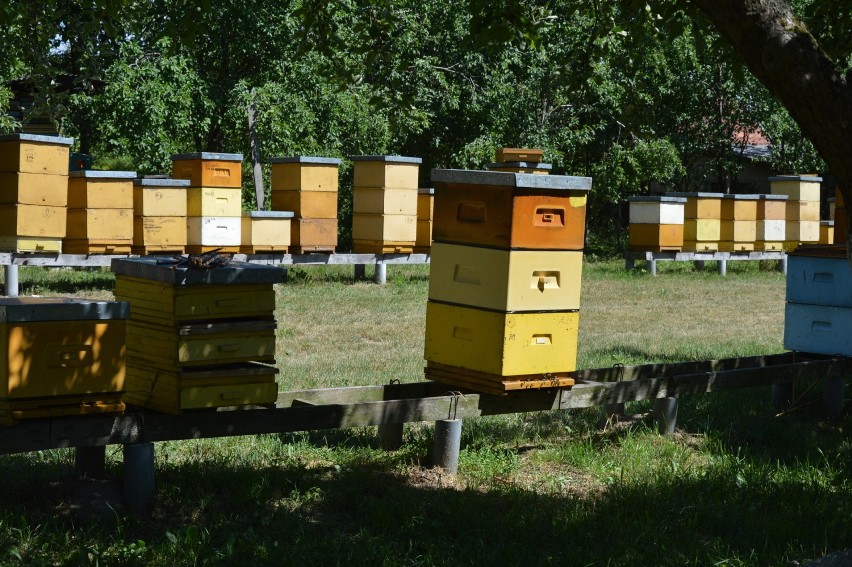 Święto pszczoły w Lubuskiem. Co, gdzie, kiedy będzie się działo? Program i rozmowa z  właścicielem gospodarstwa pszczelarskiego w Sulęcinie