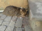 Kotka ze Starego Miasta szuka właściciela
