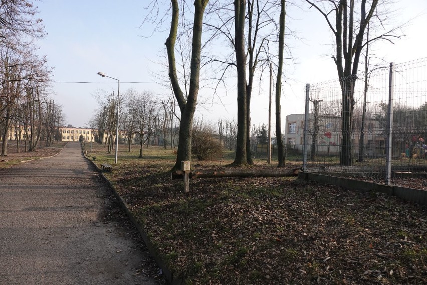 Wielka awantura o wycinkę drzew w Parku Miejskim w Opatowie. Ornitolodzy: To skandal. Burmistrz: Mamy wszystkie pozwolenia [ZDJĘCIA]