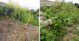 Nowiutkie wały w Broszkowicach, mające chronić okolice Oświęcimia przed powodziami, obrastają niebezpiecznymi roślinami. Zobaczcie ZDJĘCIA