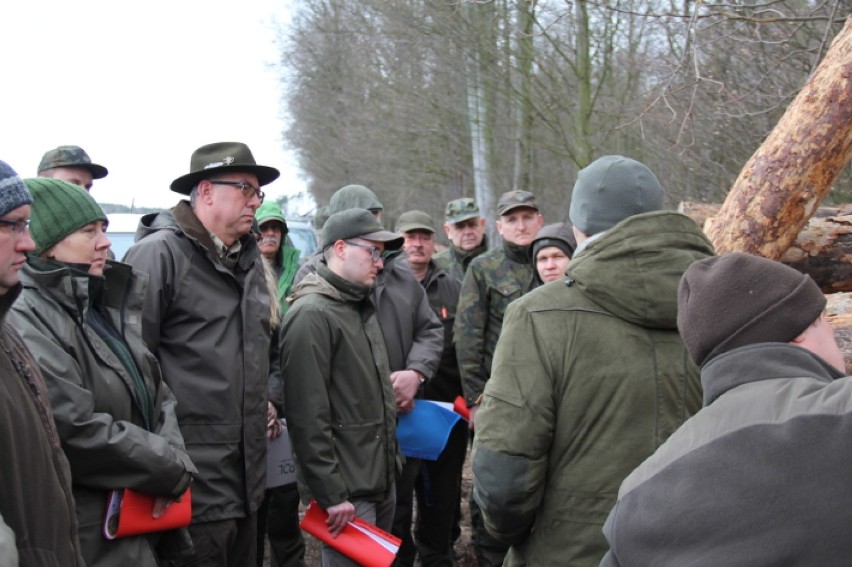 Syców: Coraz więcej drzew zasiedlonych przez groźnego szkodnika