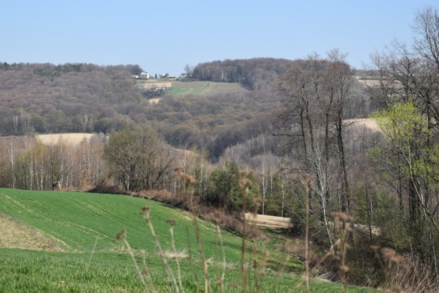 W podtarnowskich lasach, mimo końca kwietnia, przeważają barwy szarości i brązu, zamiast bujnej zieleni