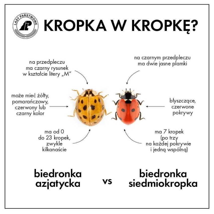 Jak odróżnić rodzimą biedronkę siedmiokropkę od biedronki...