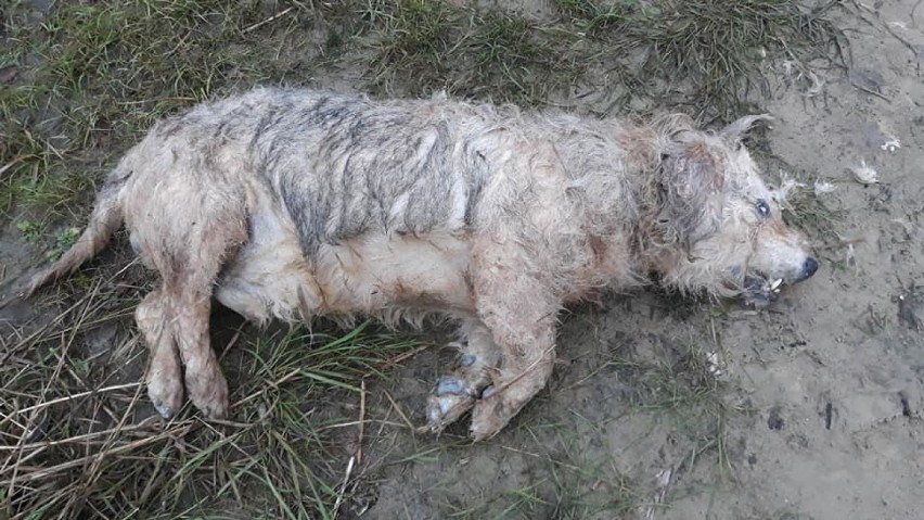 Mieszkaniec Przechlewa, który utopił psa wnioskuje o samoukaranie - ma trafić do więzienia
