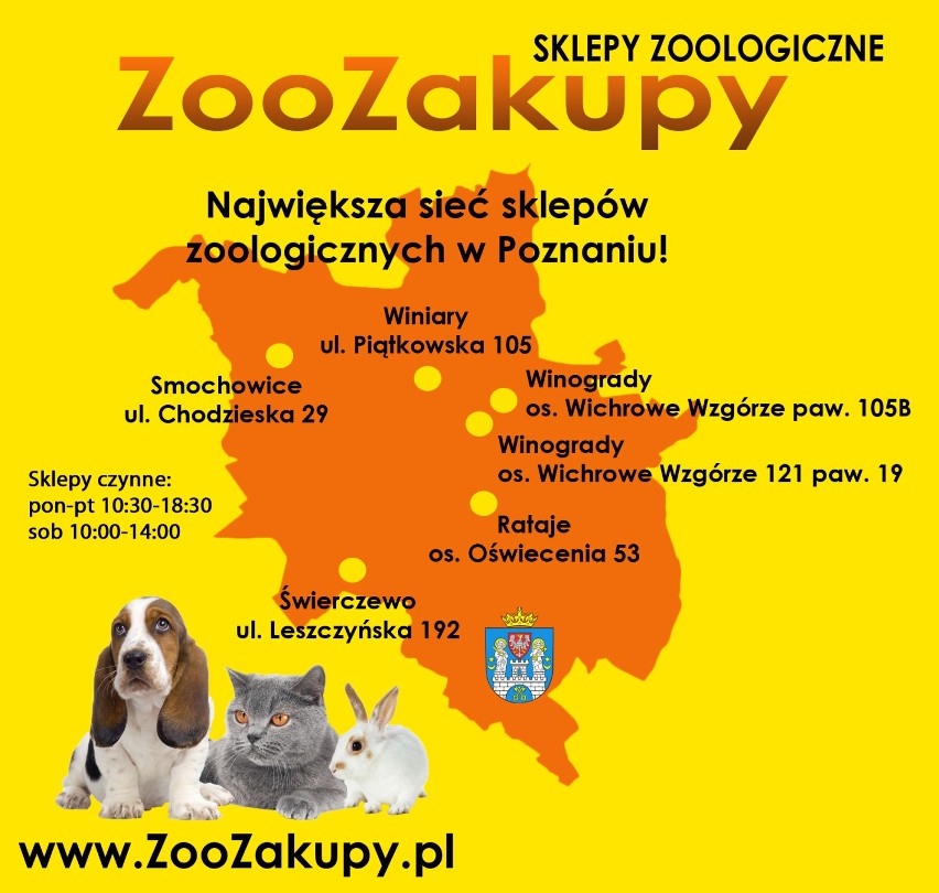 Kocie strony na poznan.naszemiasto.pl - Pacnij!