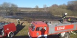 W Pałowie spłonęło 8,5 hektara traw, 1 hektar samosiejek i krzaków [ZDJĘCIA]
