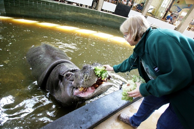 Śląskie zoo od kuchni