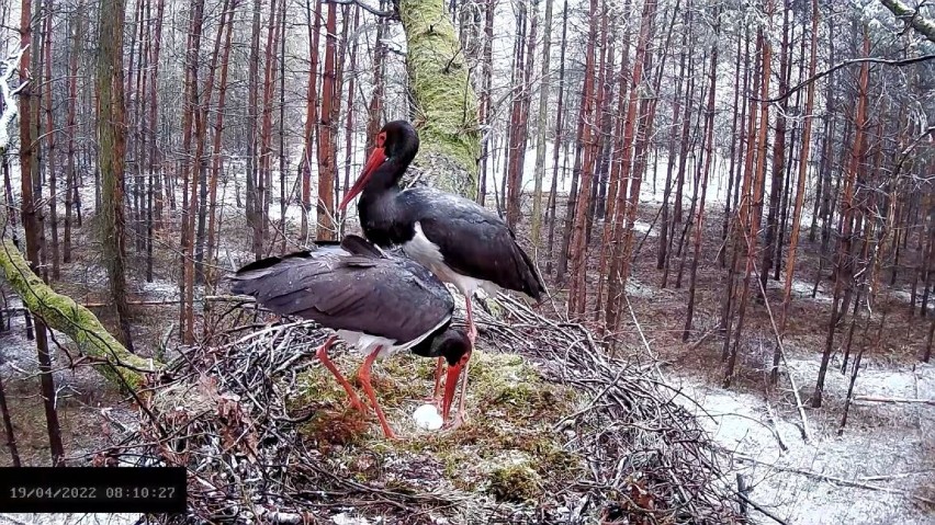 Rodzina bocianów czarnych w woj. łódzkim powiększa się!...