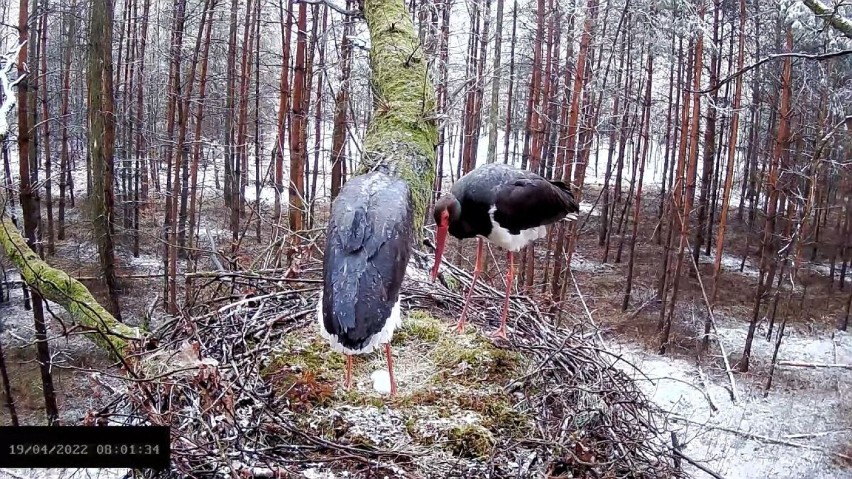 Rodzina bocianów czarnych w woj. łódzkim powiększa się!...