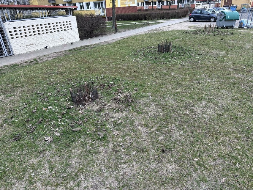 Trawnik na jednym z osiedli w Koninie usłany psimi kupami. Co grozi za nie posprzątanie po psie i kto jest zwolniony od tego obowiązku?