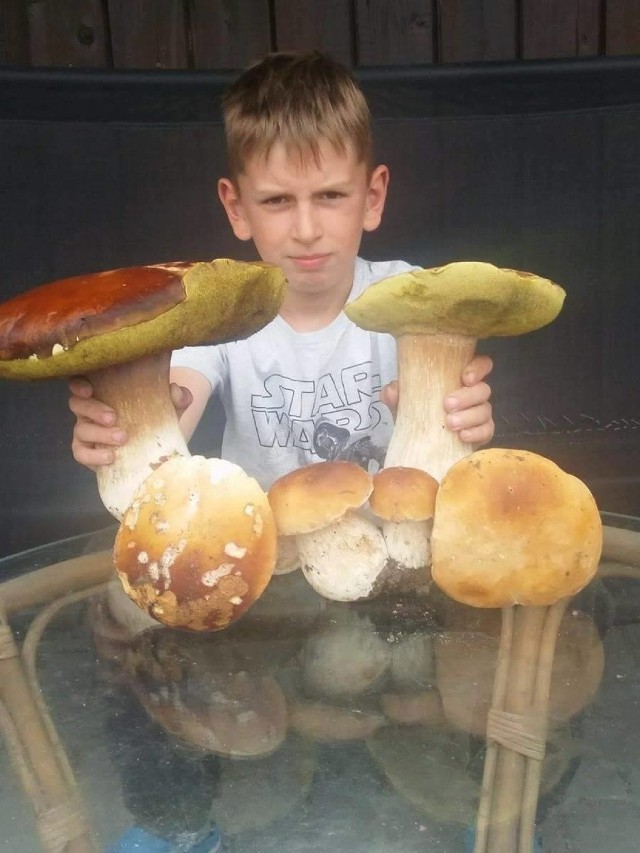 Jakub z Sępólna Krajeńskiego i jego grzyby-giganty.

***
Zanim zjecie znalezione grzyby, sprawdźcie czy nie są trujące! Zobaczcie nasz atlas grzybów >>> TUTAJ 