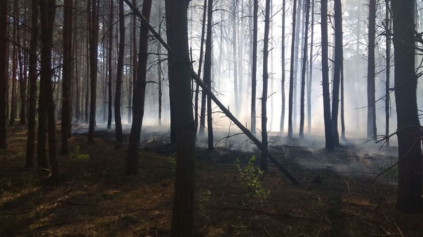 Gmina Miedzichowo: Bobry... podpaliły las