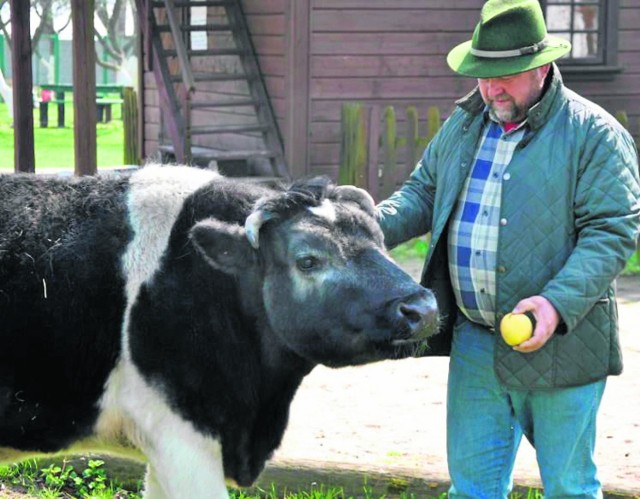 Marek Pinkowski wciąż poszukuje następczyni krowy „Bukietki”