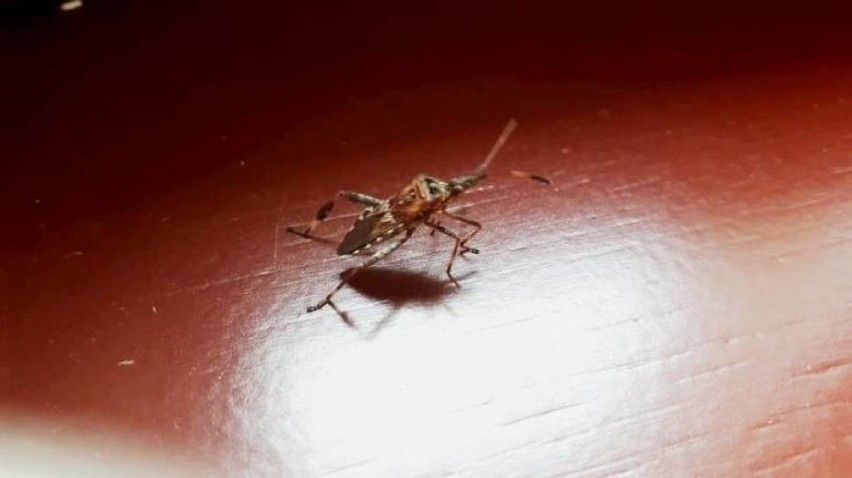 Wtyk amerykański. Śmierdzący owad wciska się do domów i mieszkań. Pojawił się również na Jasielszczyźnie