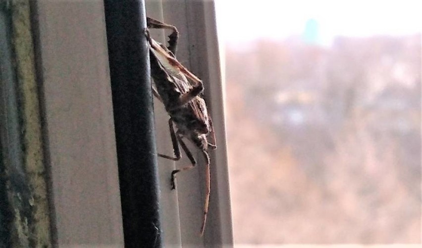 Wtyk amerykański. Śmierdzący owad wciska się do domów i mieszkań. Pojawił się również na Jasielszczyźnie