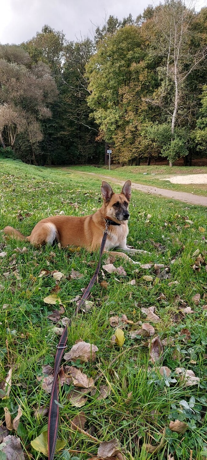 25 października przypada Dzień Kundla. W galerii zdjęcia...