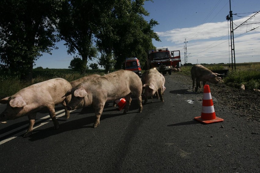 Wypadek ciężarówki ze świniami na trasie Legnica - Złotoryja (ZDJĘCIA)