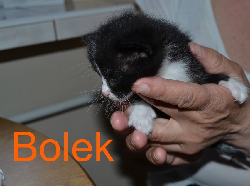 Stowarzyszenie Reks w Malborku prosi o pomoc dla porzuconych kociaków