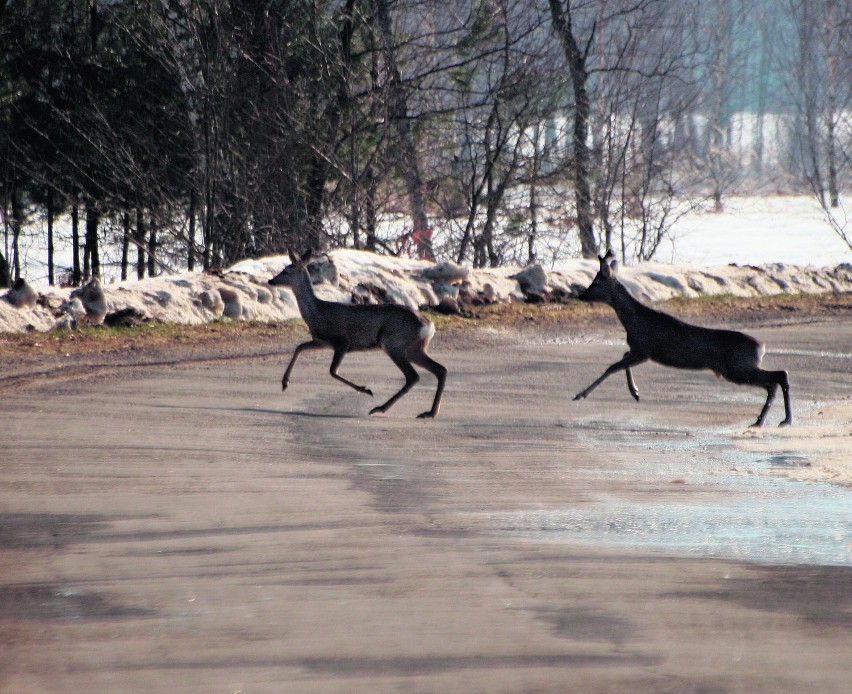 Coraz więcej łosi i jeleni na drogach! Kierowcy proponują montaż siatek przy lasach