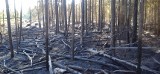 Pożar w Cewkowie. Paliło się runo leśne