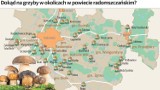 Radomszczańskie lasy są pełne grzybów. Gdzie się na nie wybrać?