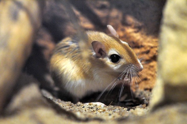 Nowi mieszkańcy pawilonu Sahary we wrocławskim zoo