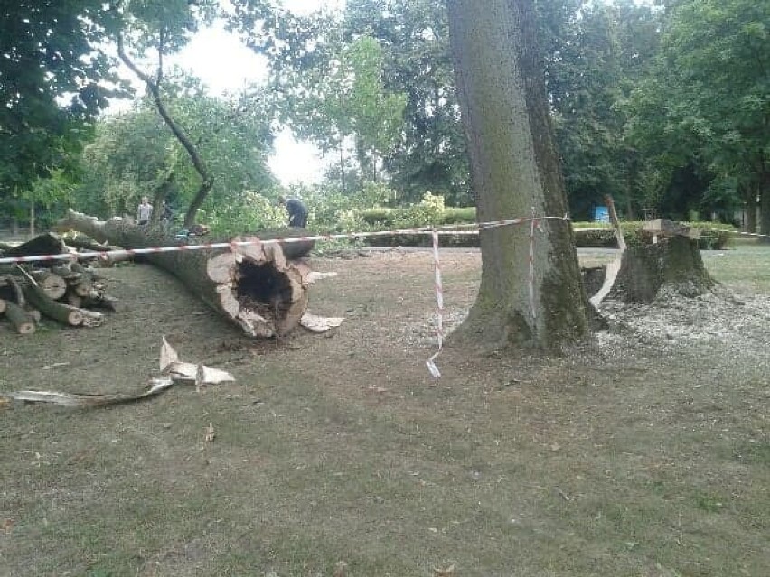 Syców: Administrator parku miał pozwolenie na wycięcie drzewa