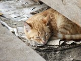 Koty w bloku przy Skołuby: Jedni chcą dokarmiać, drudzy chcą się ich pozbyć