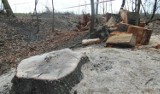 38 tys. zł grzywny za nielegalną wycinkę drzew w Bytomiu