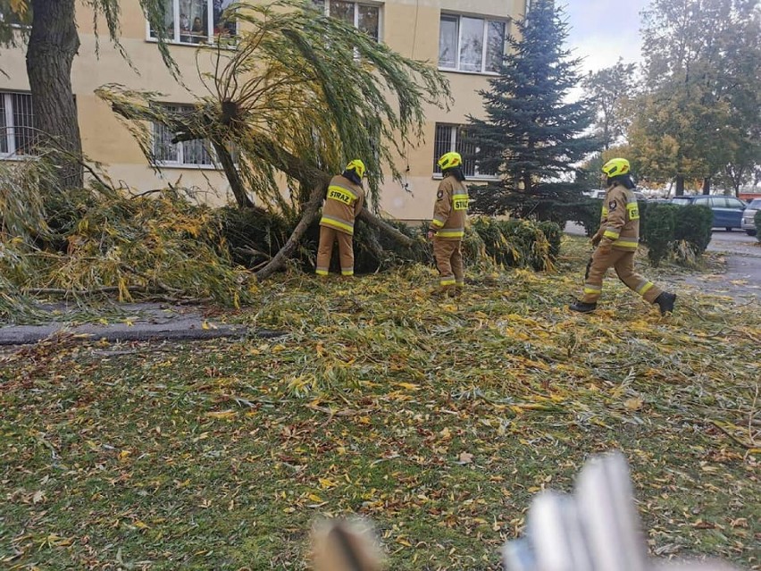 - Wiatr łamał gałęzie drzew i całe drzewa, które blokowały...