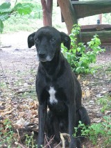 Apel Reksa: Potrzebny dom dla psa porzuconego w lesie