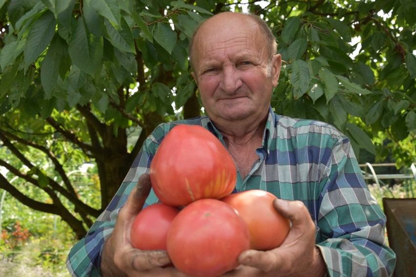 Pomidory-olbrzymy w szklarni u Romana Oleszkowicza. Duże i pyszne!