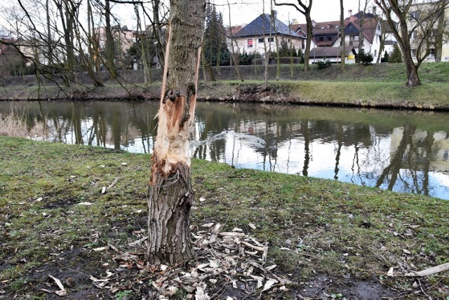 Drzewa nadgryzione przez bobry nad Młynówką.