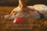 „Nasze zwierzaki nie przenoszą koronawirusaki!" Akcja online uczniów ZSI [ZDJĘCIA]