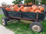 Września: Już niedługo Halloween. Gdzie kupisz dynie? Jest takie miejsce niedaleko Wrześni [FOTO]