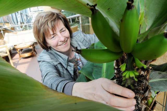 Jak mówi Agata Kusznierewicz, ciekawostką ostatnich dni są w Palmiarni banany. Owocuje też ananas.