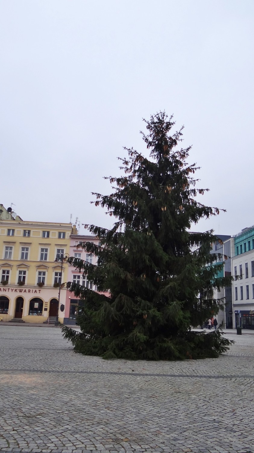 Na bydgoskim Starym Rynku pojawiła się choinka [zdjęcia]