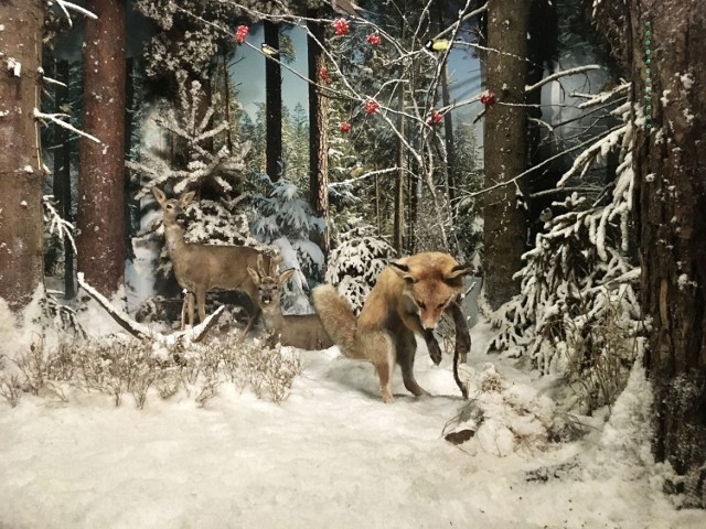 W Powozowni znajdą państwo wystawę prezentującą zaśnieżony las