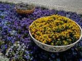 Wiosenne Szamotuły: w parkach kwitną kasztany, bratki czarują kolorami [ZDJĘCIA]