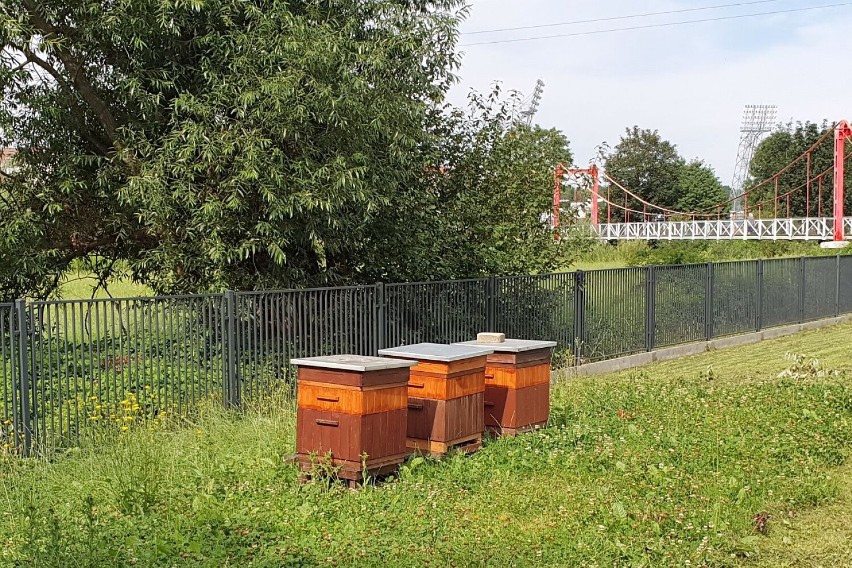 Pszczoły zadomowiły się nad Wisłokiem w Krośnie. Kolejne ule stanęły w sąsiedztwie rzeki
