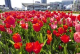 Morze kwitnących tulipanów w Warszawie. Kolorowe kwiaty zalewają miasto. "Przepiękny widok" 