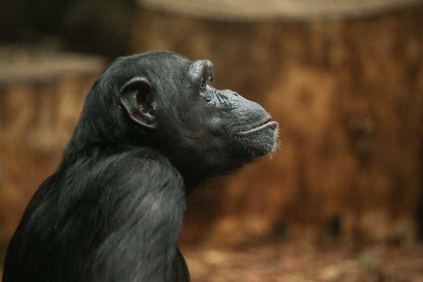 Szympansica Lucy z warszawskiego zoo typuje wyniki mundialu....