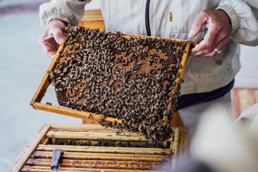 Pszczoły zadomowiły się na dachu galerii handlowej w Krośnie [ZDJĘCIA]