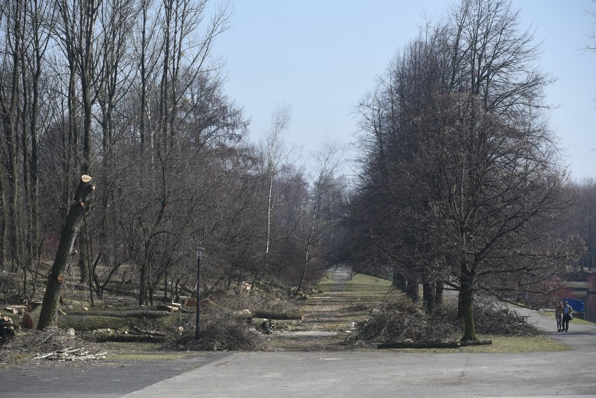 Park Śląski: Wycinka drzew, naukowcy protestują