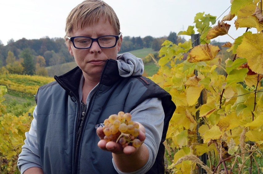 W Winnicy Jakubów trwa winobranie 2022. Pracuje tam m.in....