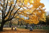 Kraków. Park Bednarskiego jesienią zachwyca. Idealne miejsce na niedzielny spacer. Za rok będzie wyglądał już inaczej? [ZDJĘCIA]