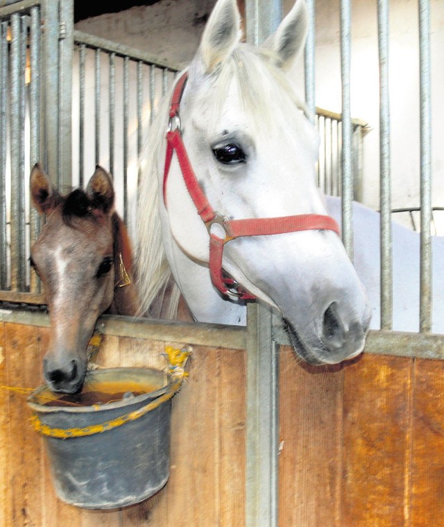 Pod koniec sierpnia 2009 z Prądzewa zabrano w sumie 51 koni