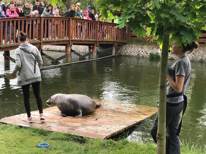 Mieszkańcy regionu tłumnie odwiedzili ZOO Safari w Borysewie. Zwierzyniec przygotowuje się na Dzień Dziecka! [ZDJĘCIA]