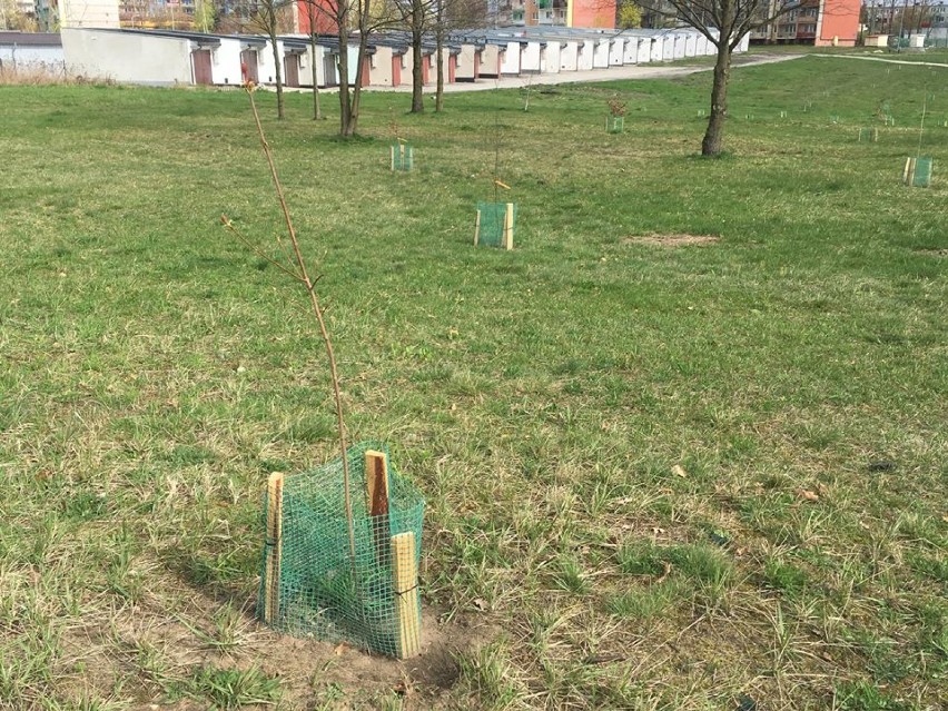 ZGC posadziło drzewa na terenach przy ul. Wierzbowej w Tomaszowie